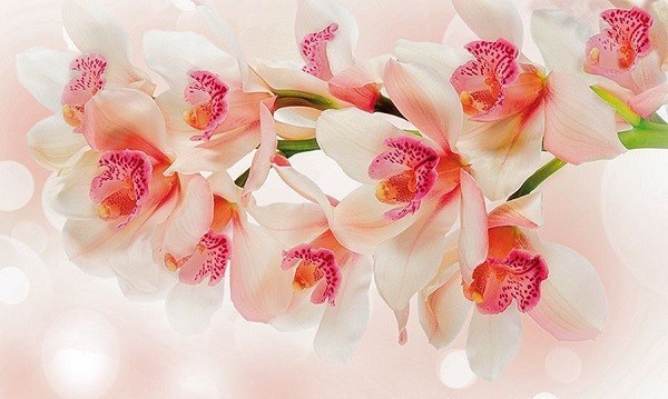 Картина 60*100 Орхидея багет - фото 2776904