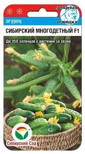 Семена огурец Сибирский многодетный F1 Сиб Сад 1389647 - фото 3884567