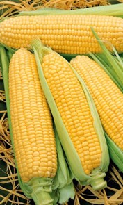 Семена кукуруза Сахарный Початок АГС ц/п