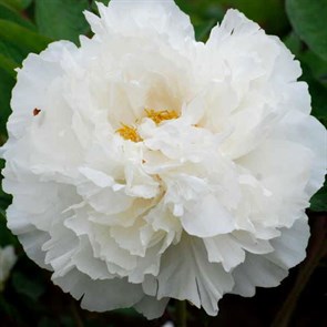 Цветок Пион древовидный Белый снег