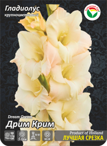 Цветы Гладиолус крупноцветковый Дрим Крим 1 шт
