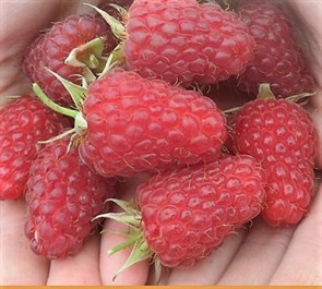 Саженец Малина Ремонтантная Марастар