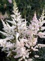 Цветок Астильба Арендса Бумальда - фото 2786705
