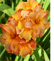 Цветок живой Лилейник гибридный Кёнел Мастард - фото 2786708