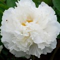 Цветок Пион древовидный Белый снег - фото 2786725